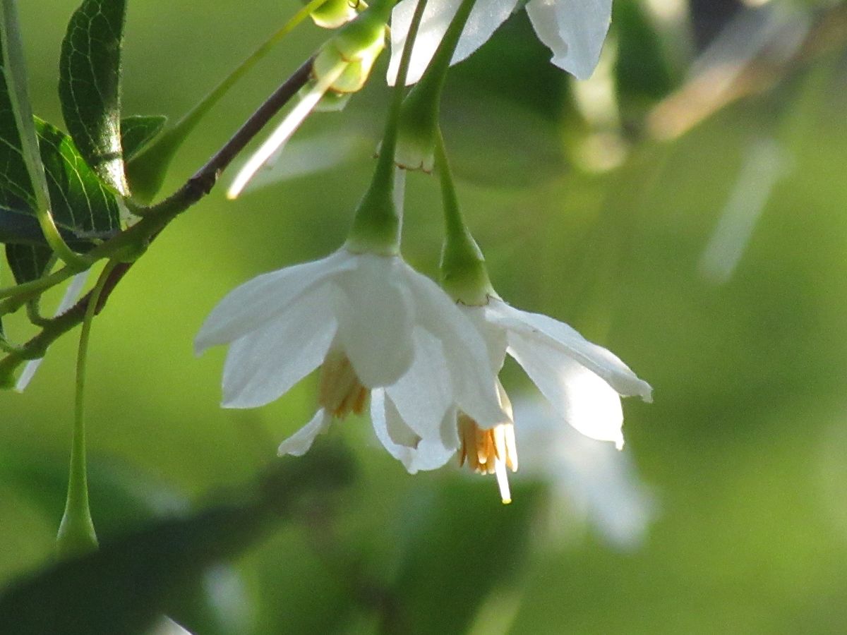 由愛(ゆめ)の花日記♪