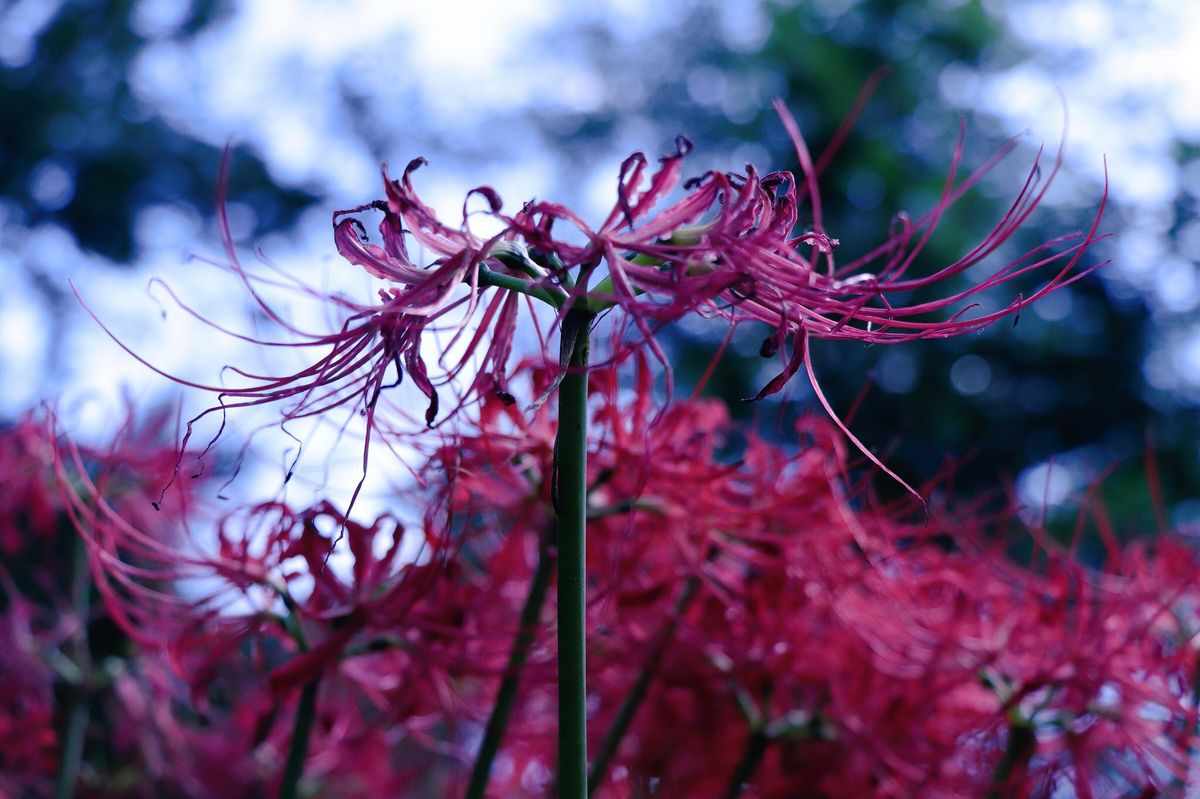 はじめましてとお花のお写真