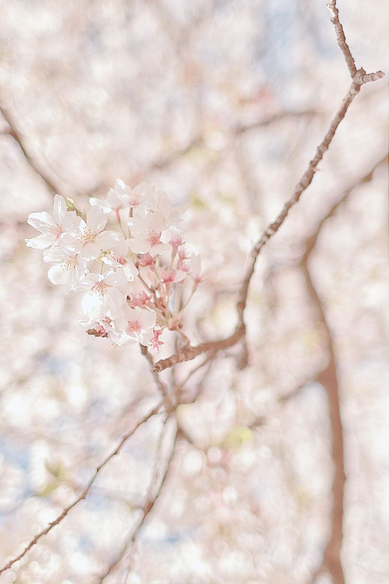 はじめましてとお花のお写真