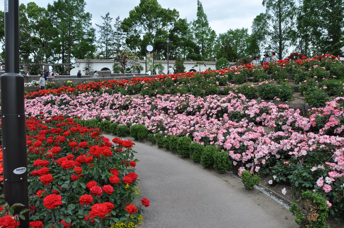 ’１９荒牧バラ公園に行って来ました。