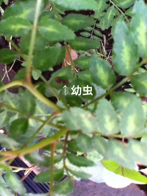 山椒の葉に蝶の幼虫