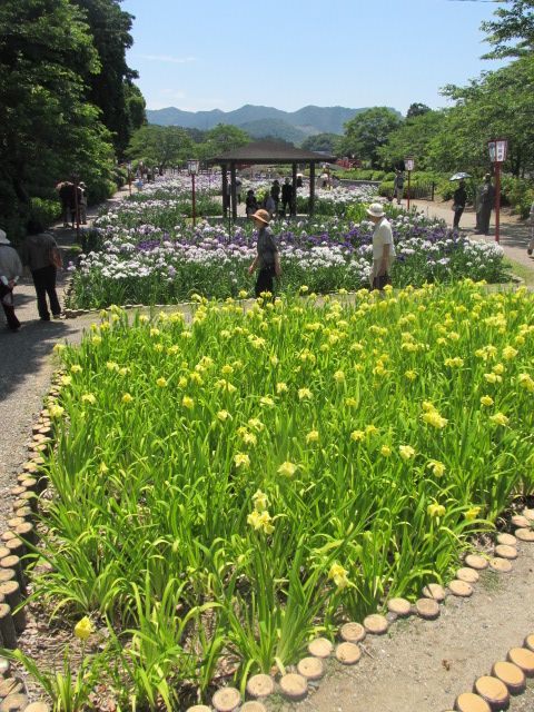 賀茂の菖蒲園