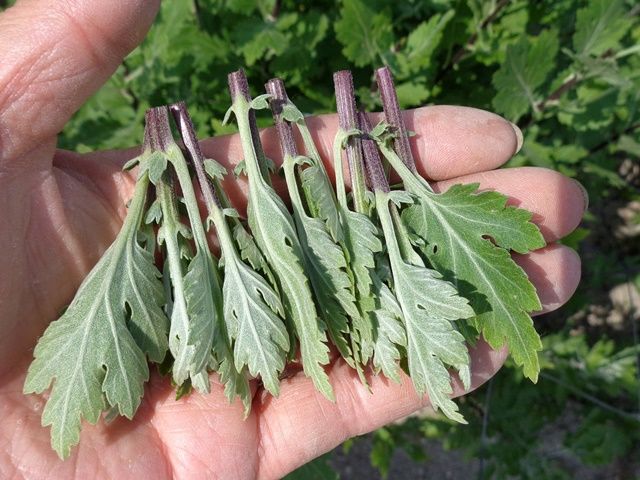 今日の園芸作業･･･キクの挿し芽