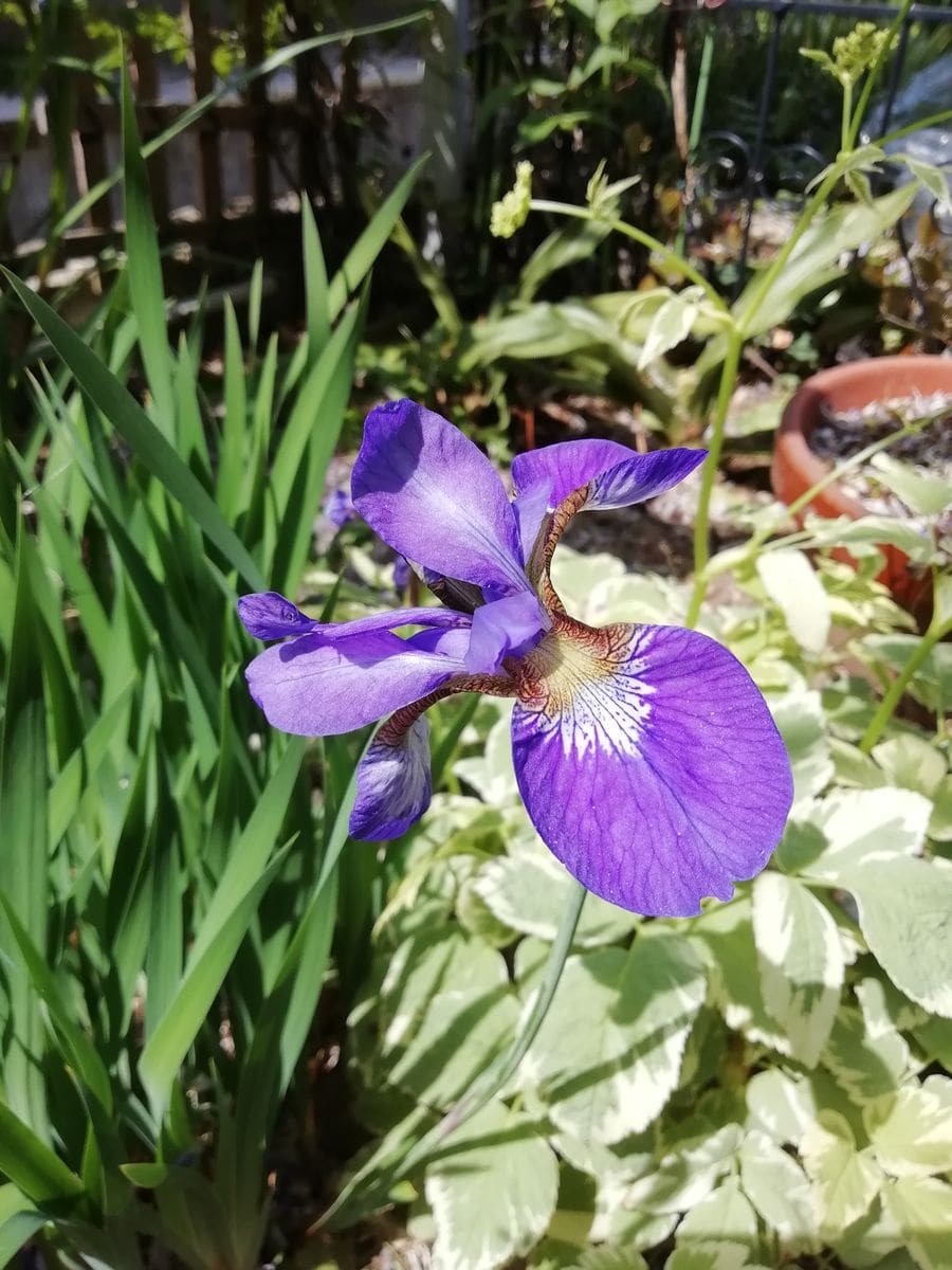 見頃を終えた藤の花を✂️✂️✂️