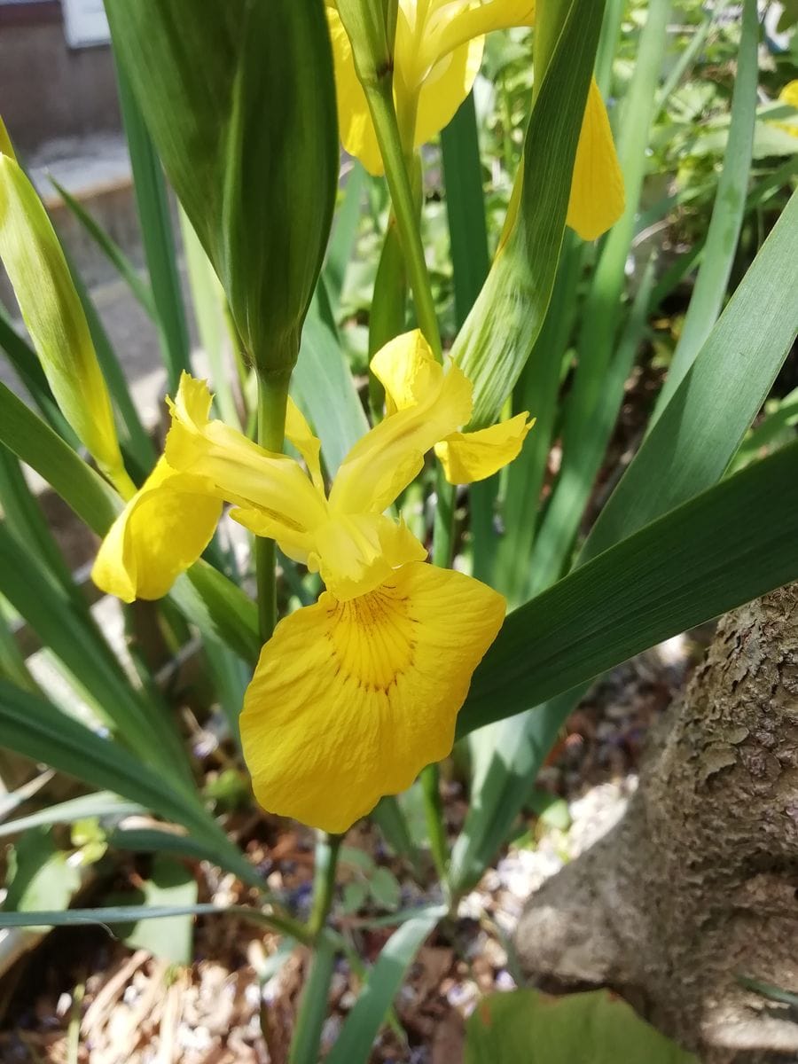 見頃を終えた藤の花を✂️✂️✂️