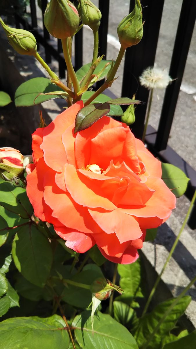 ローラの２番花が咲きました🌹