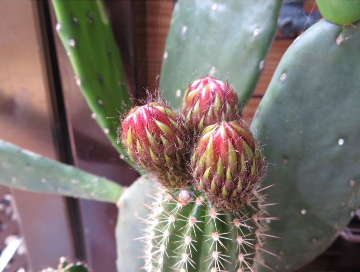 🌵サボテンに蕾みが...