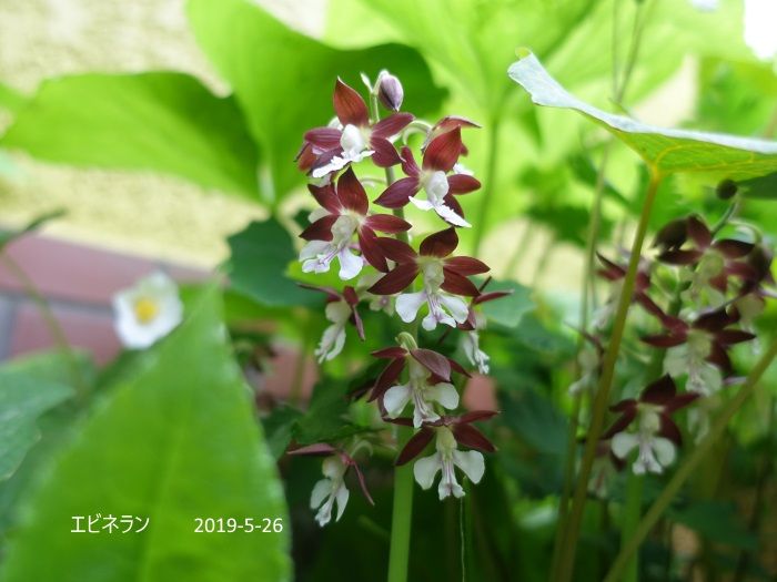 Natural Garden 私の庭