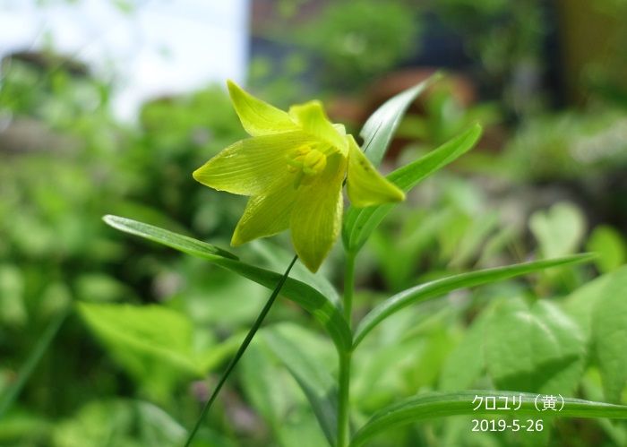 Natural Garden 私の庭