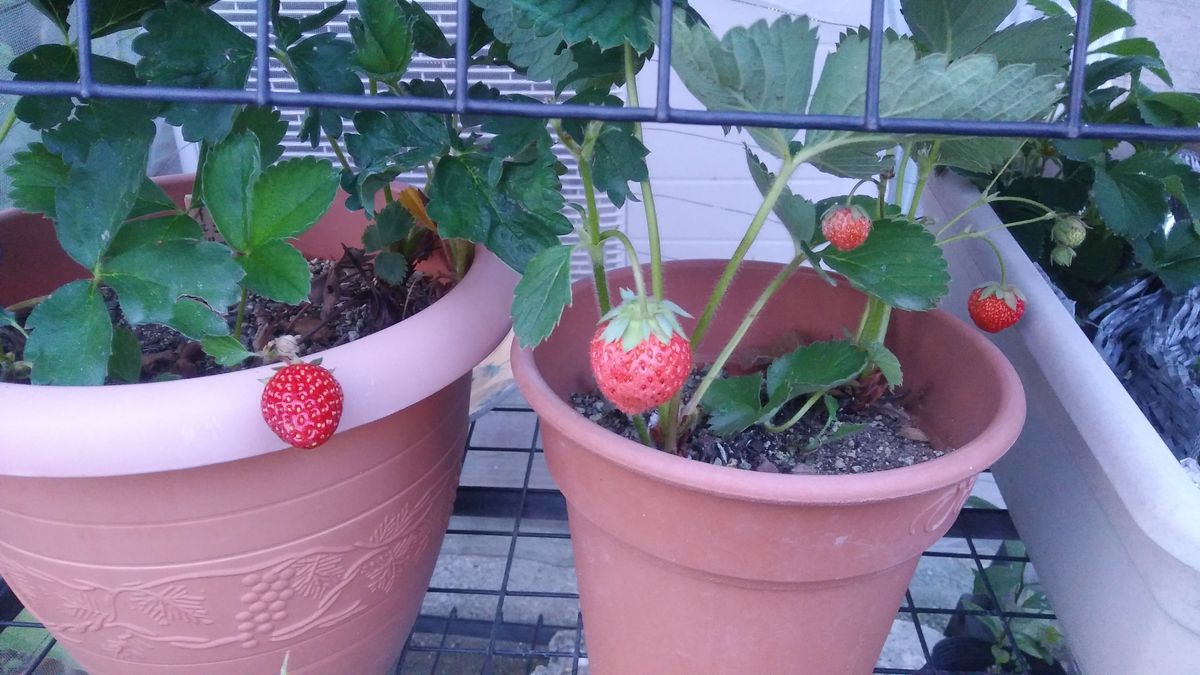 収穫しました🍓