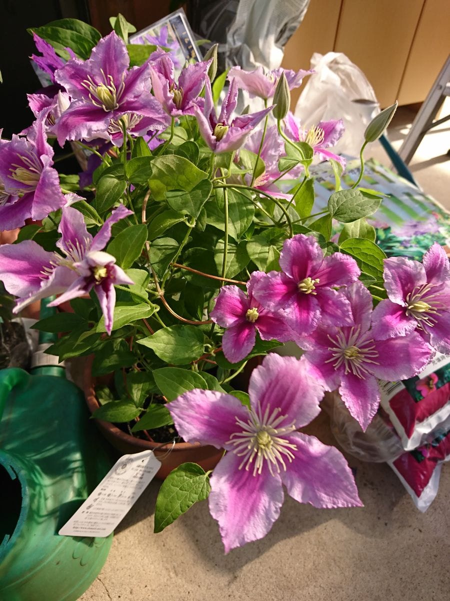 花フェスタのお土産💐