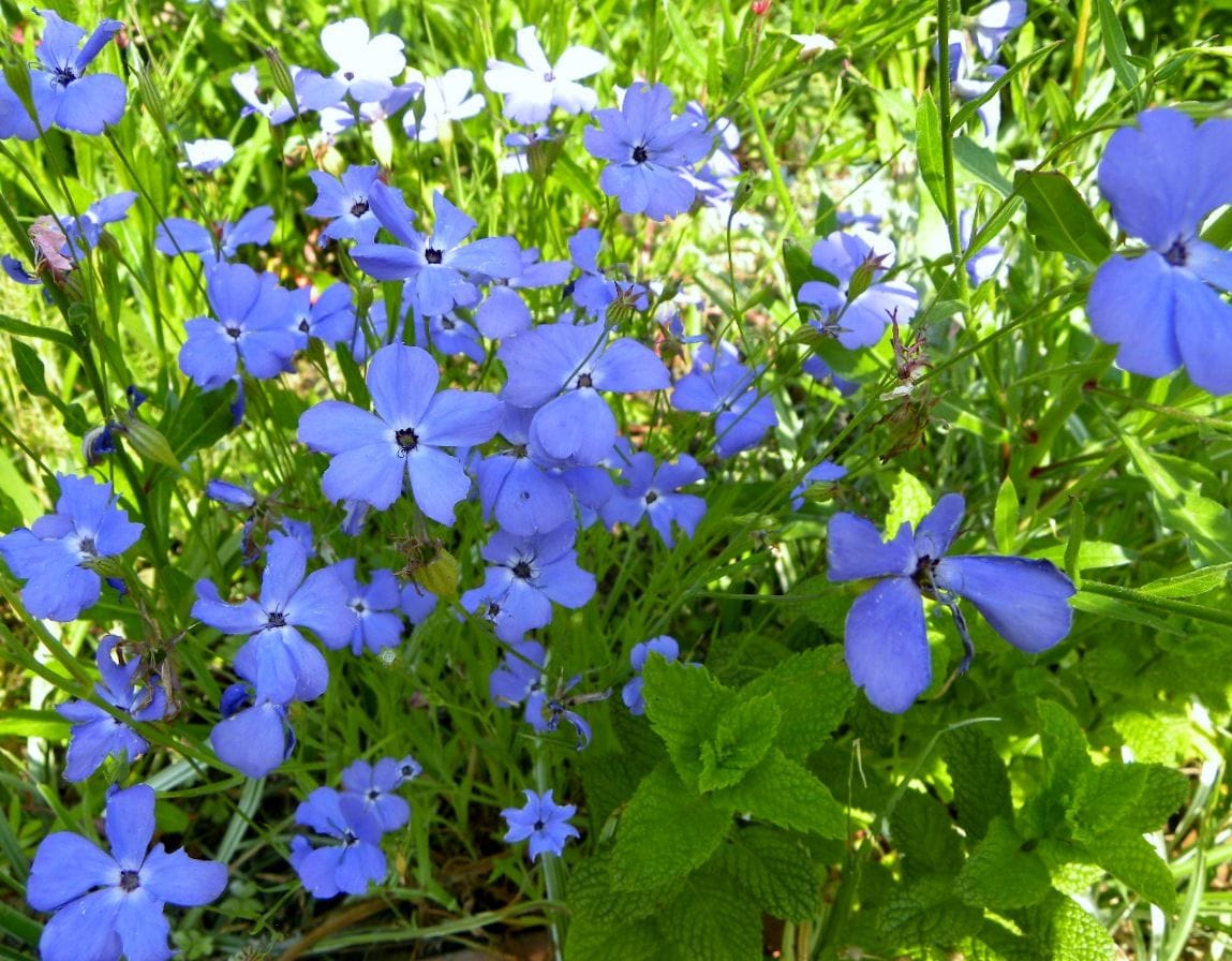今日の花・・・青で涼しく