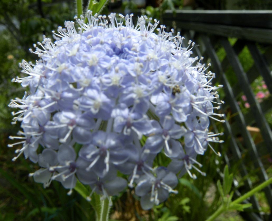 今日の花・・・青で涼しく