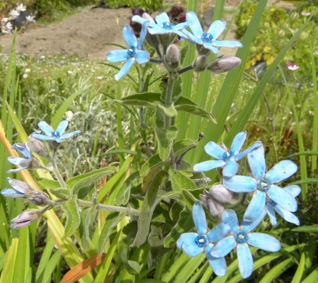 今日の花・・・青で涼しく