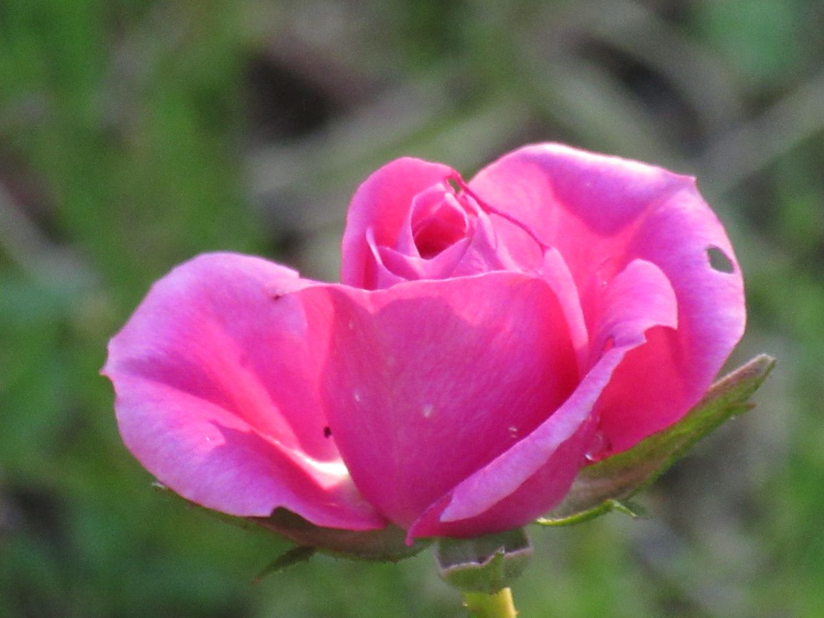 由愛(ゆめ)の花日記♪