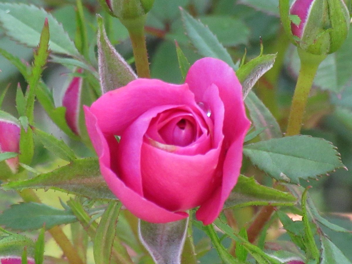 由愛(ゆめ)の花日記♪