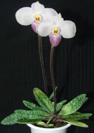 Paph.delenatii