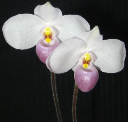 Paph.delenatii