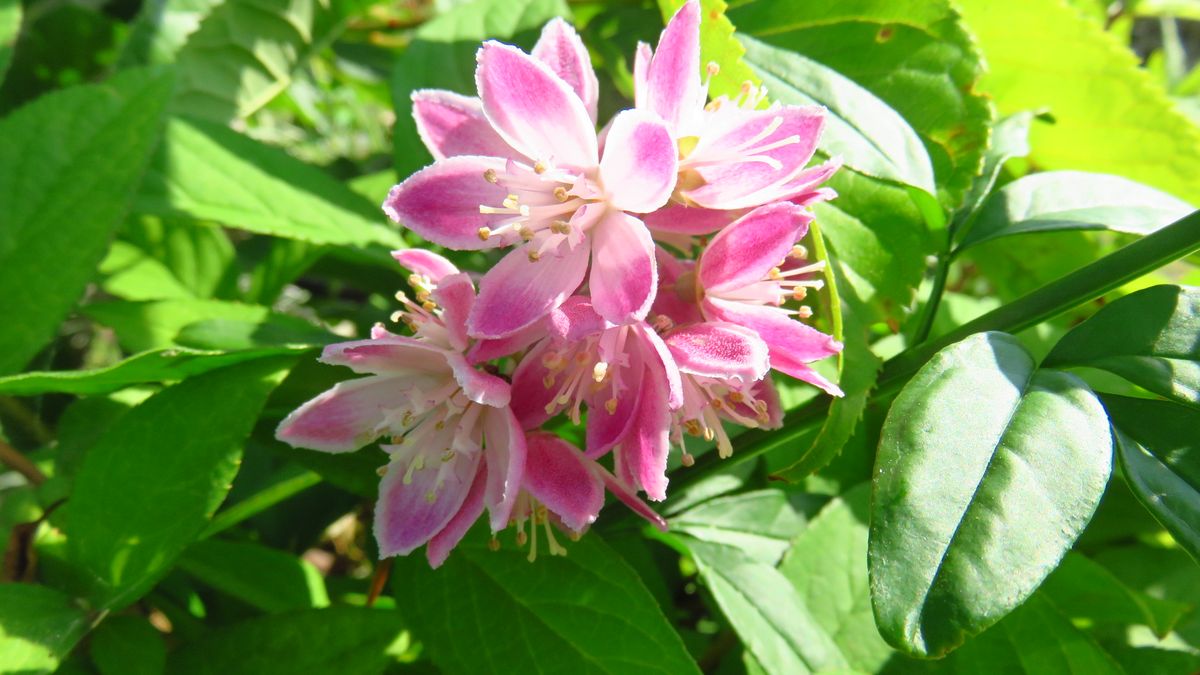 新枝の伸び方半端ない桜空木