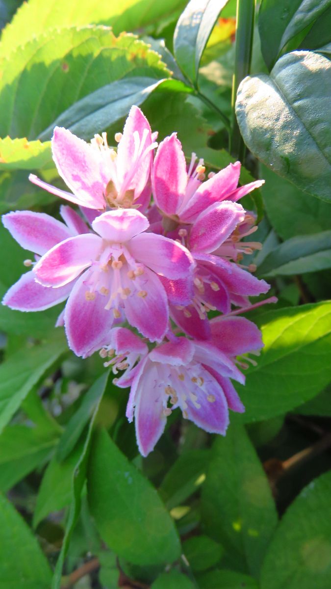 新枝の伸び方半端ない桜空木