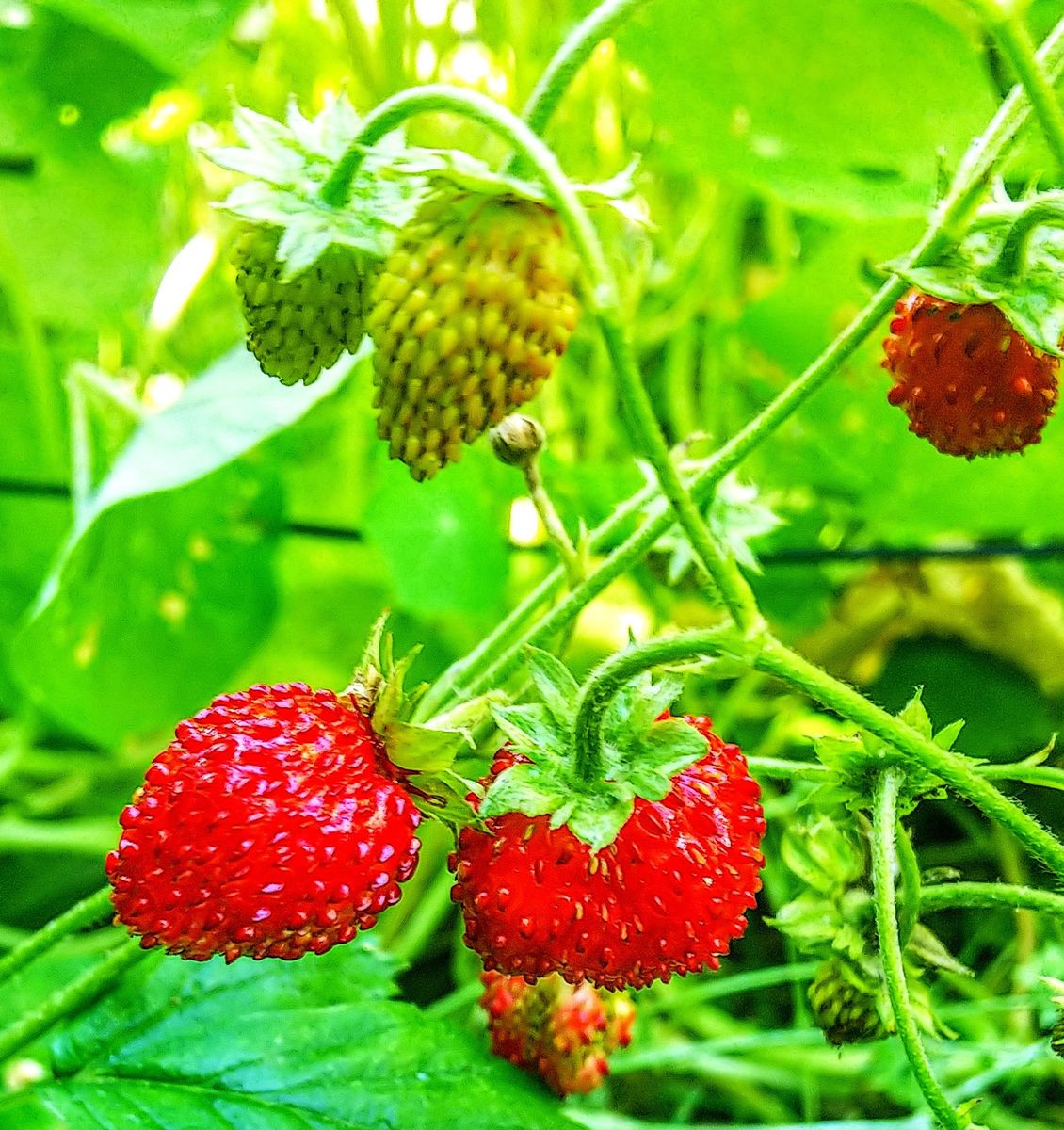 今日のバラ🌹プシュケとイチゴ