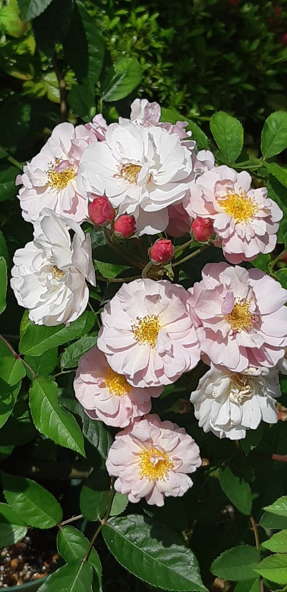 バラの季節がやって来ました🌹