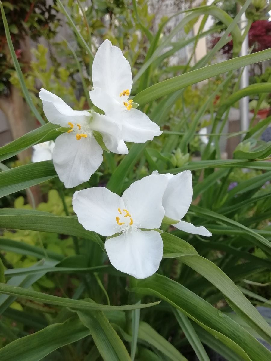 暑くなりそう☀️