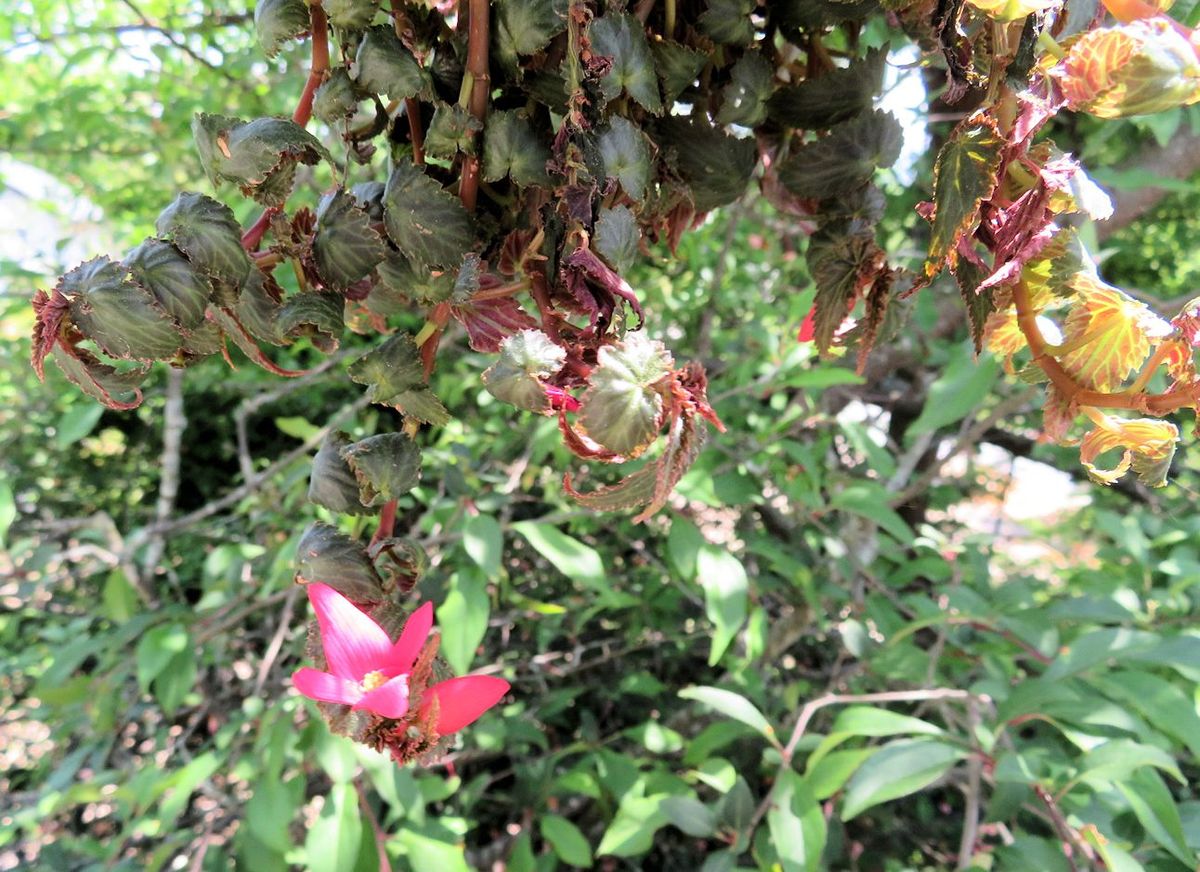 今日の花　(19.5.27)