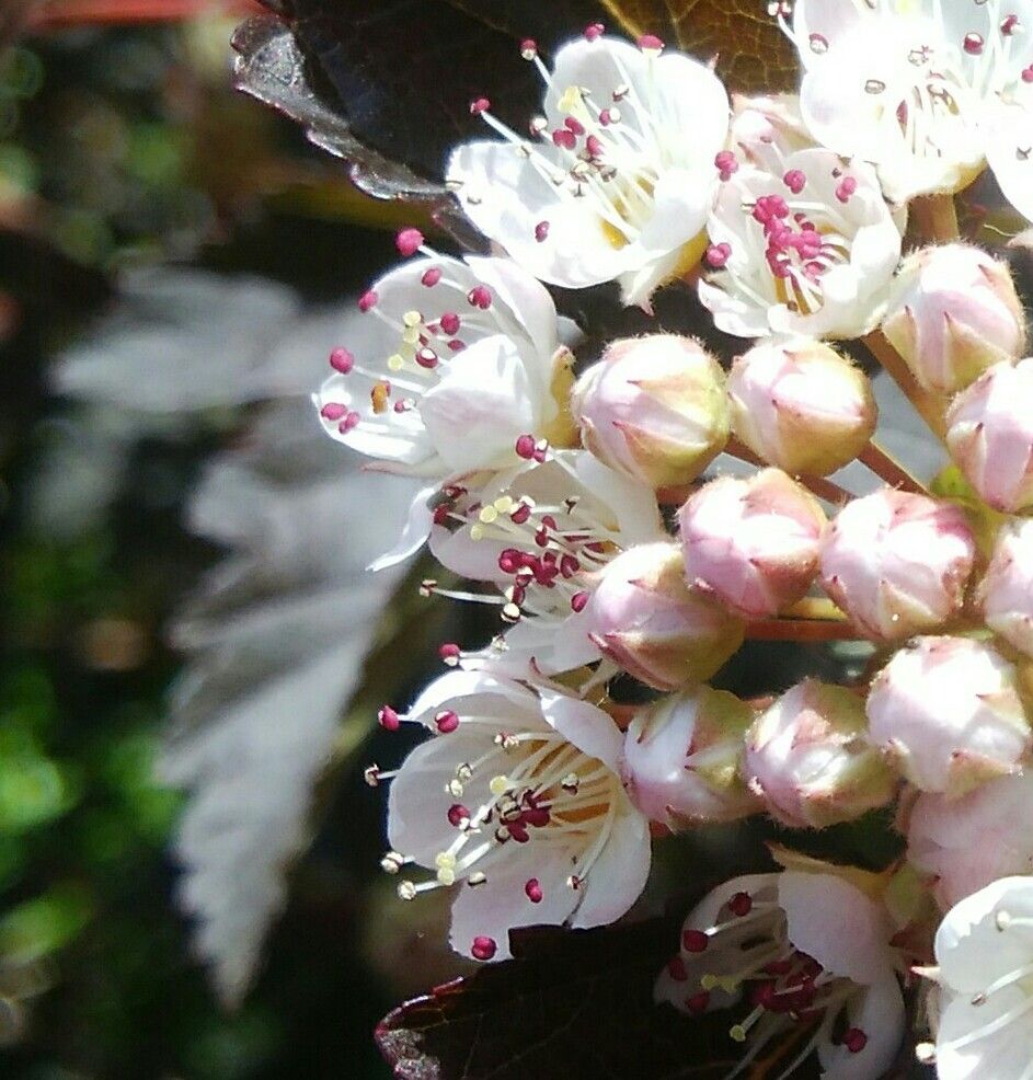 咲いて来ました💕