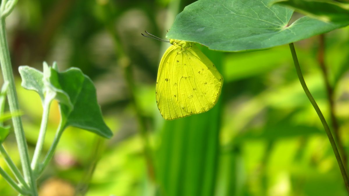 蝶と蜂