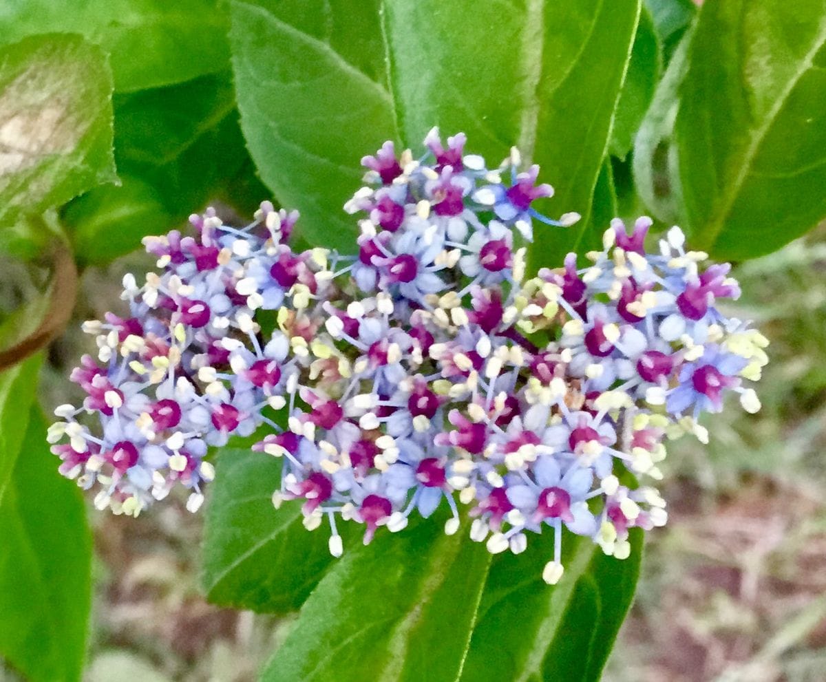 山紫陽花が満開①💠