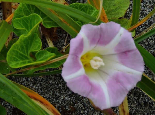 浜の植物～５月下旬