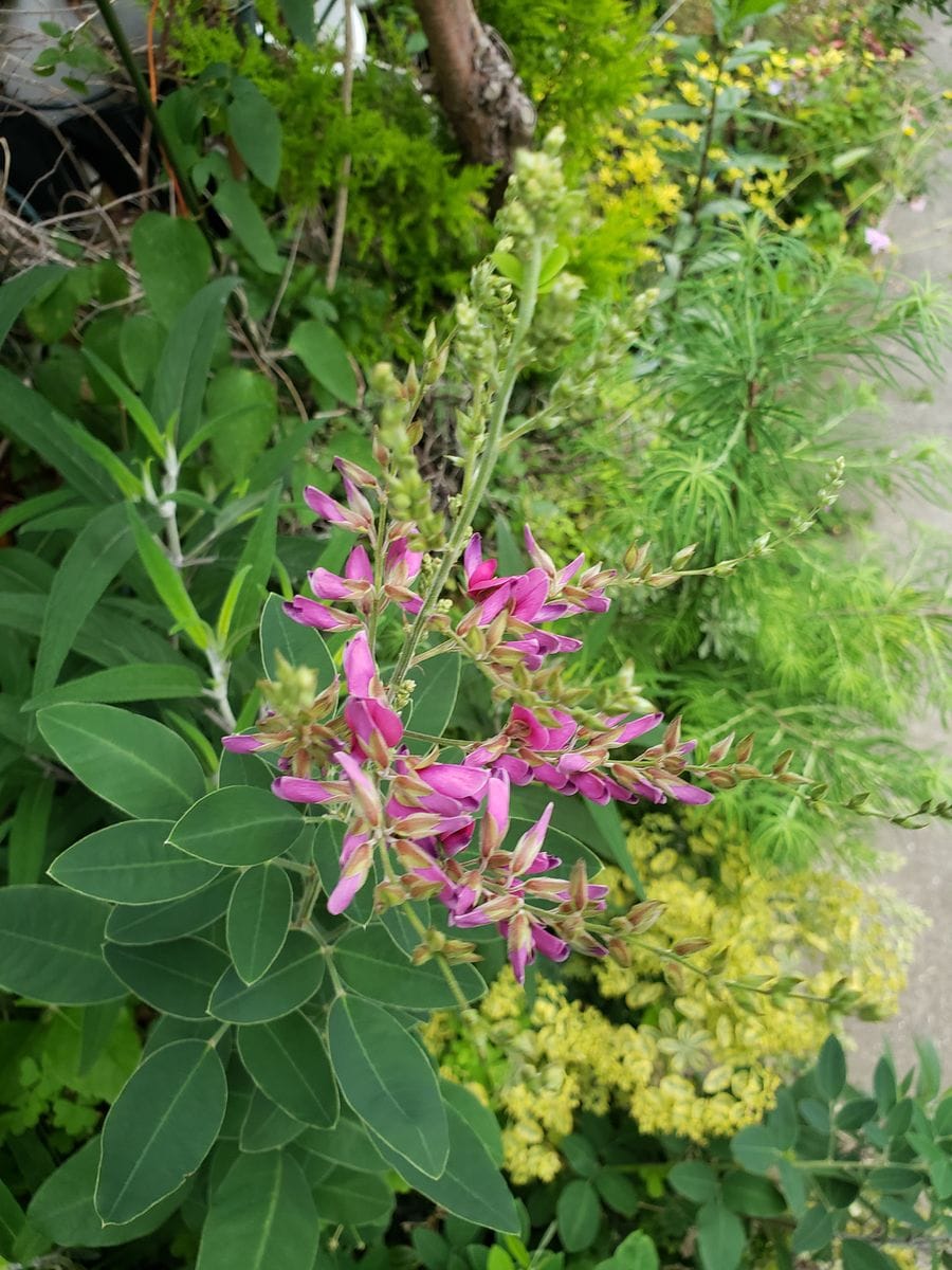 秋じゃないよ！　萩(ハギ)開花