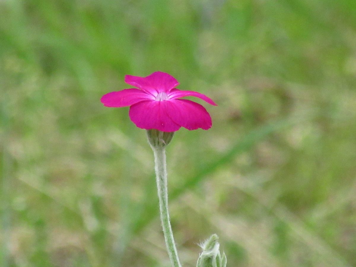 由愛(ゆめ)の花日記♪