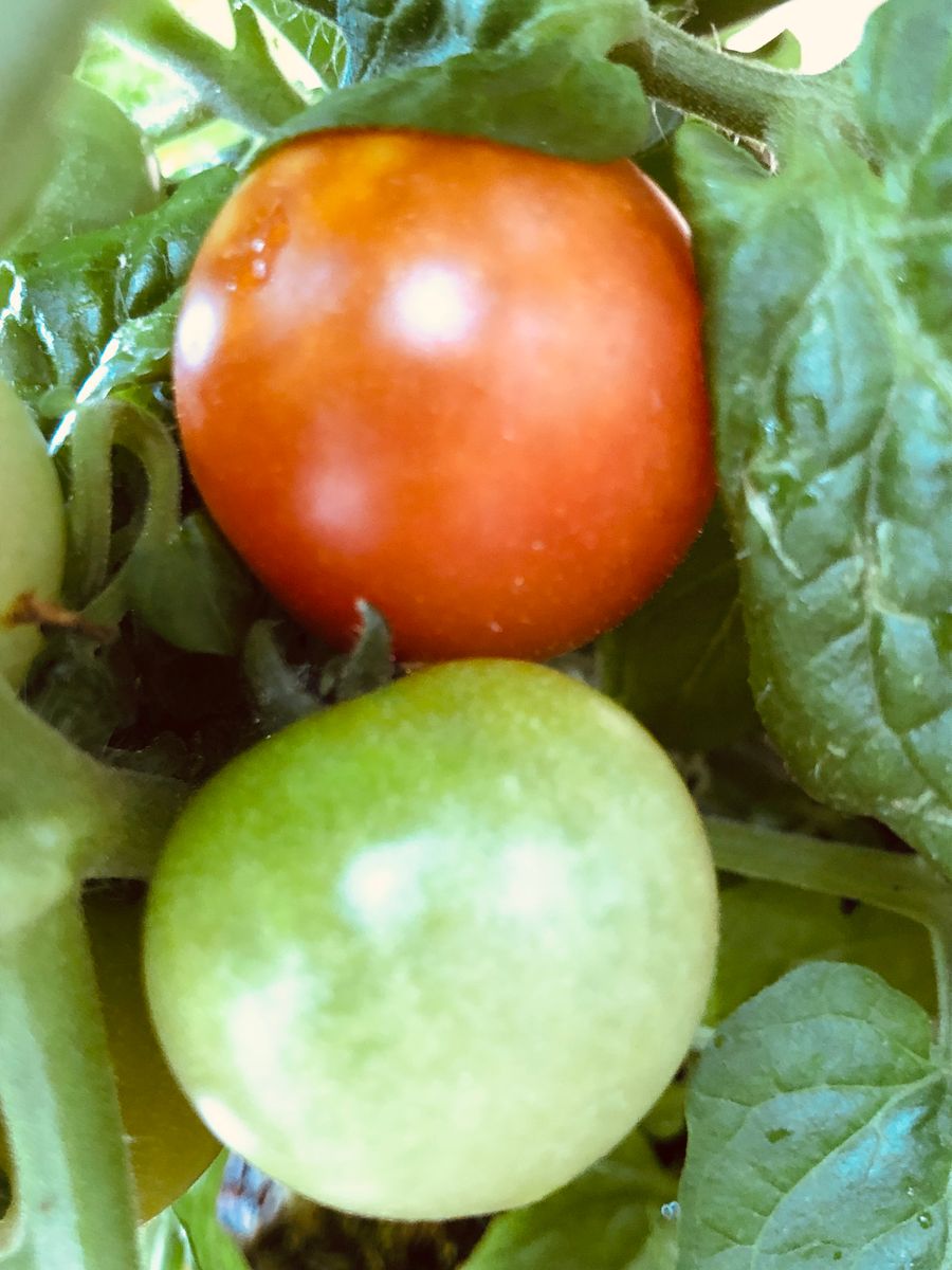 今朝のレジナ🍅さん🎵