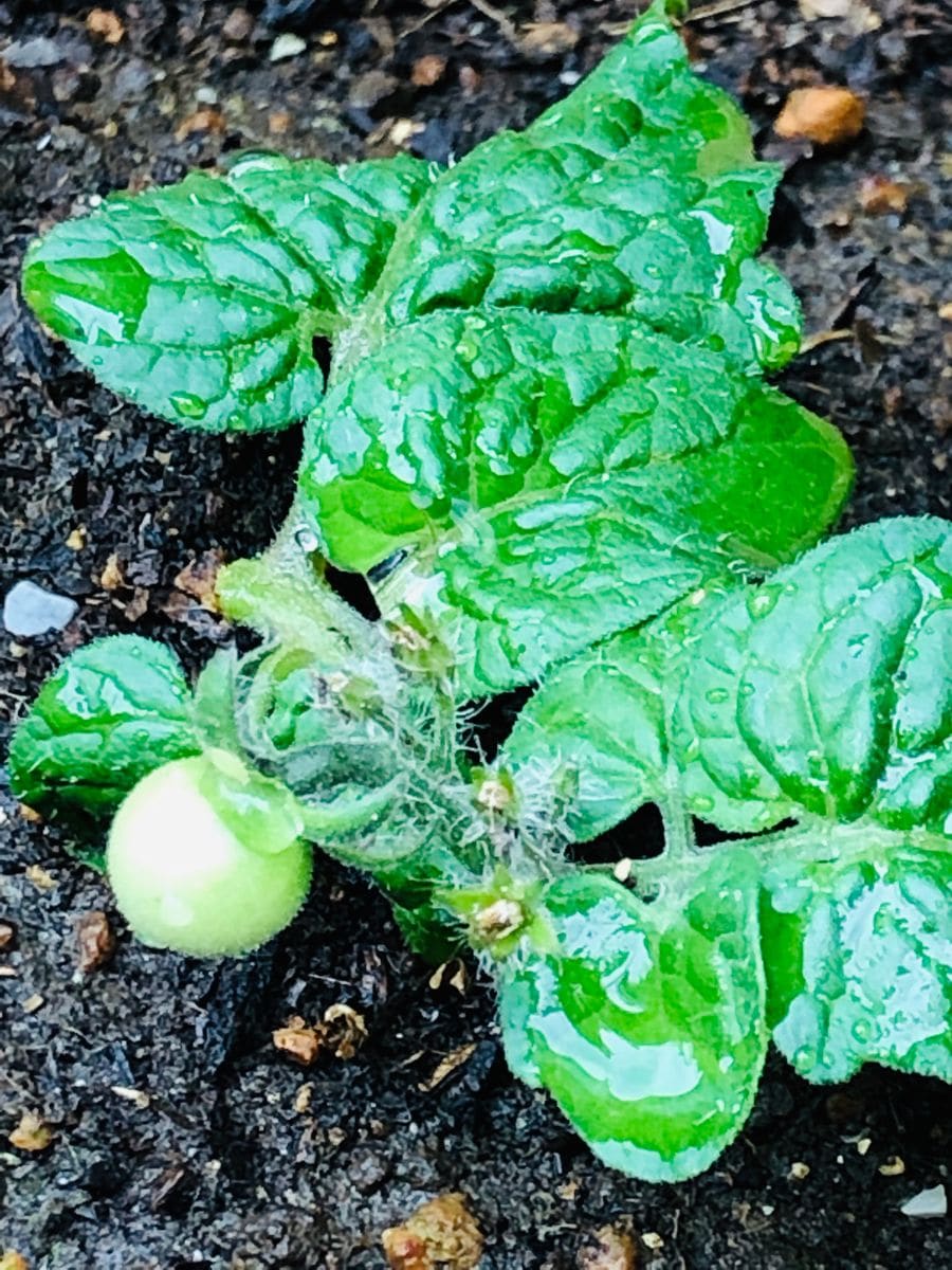 今朝のレジナ🍅さん🎵