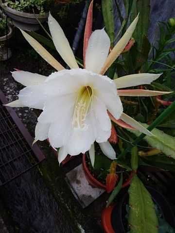 雨の中咲きました