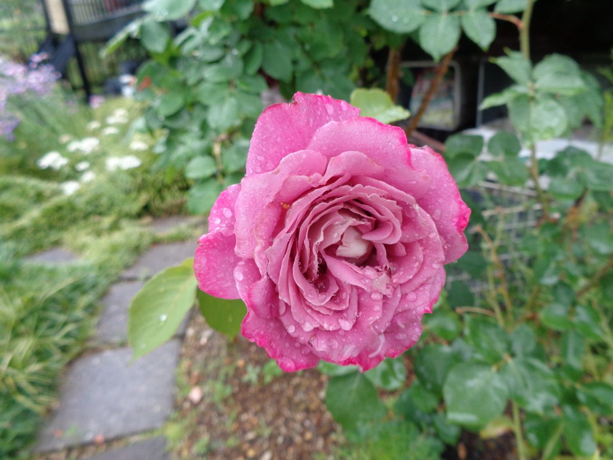 雨の庭から。。。（バラ編）