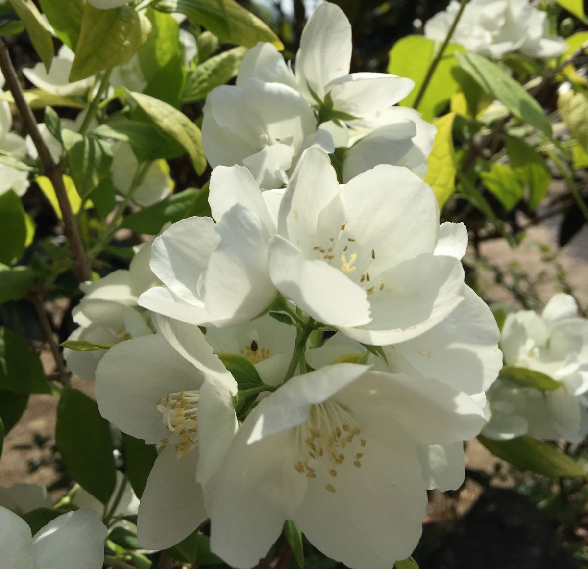 今日の花