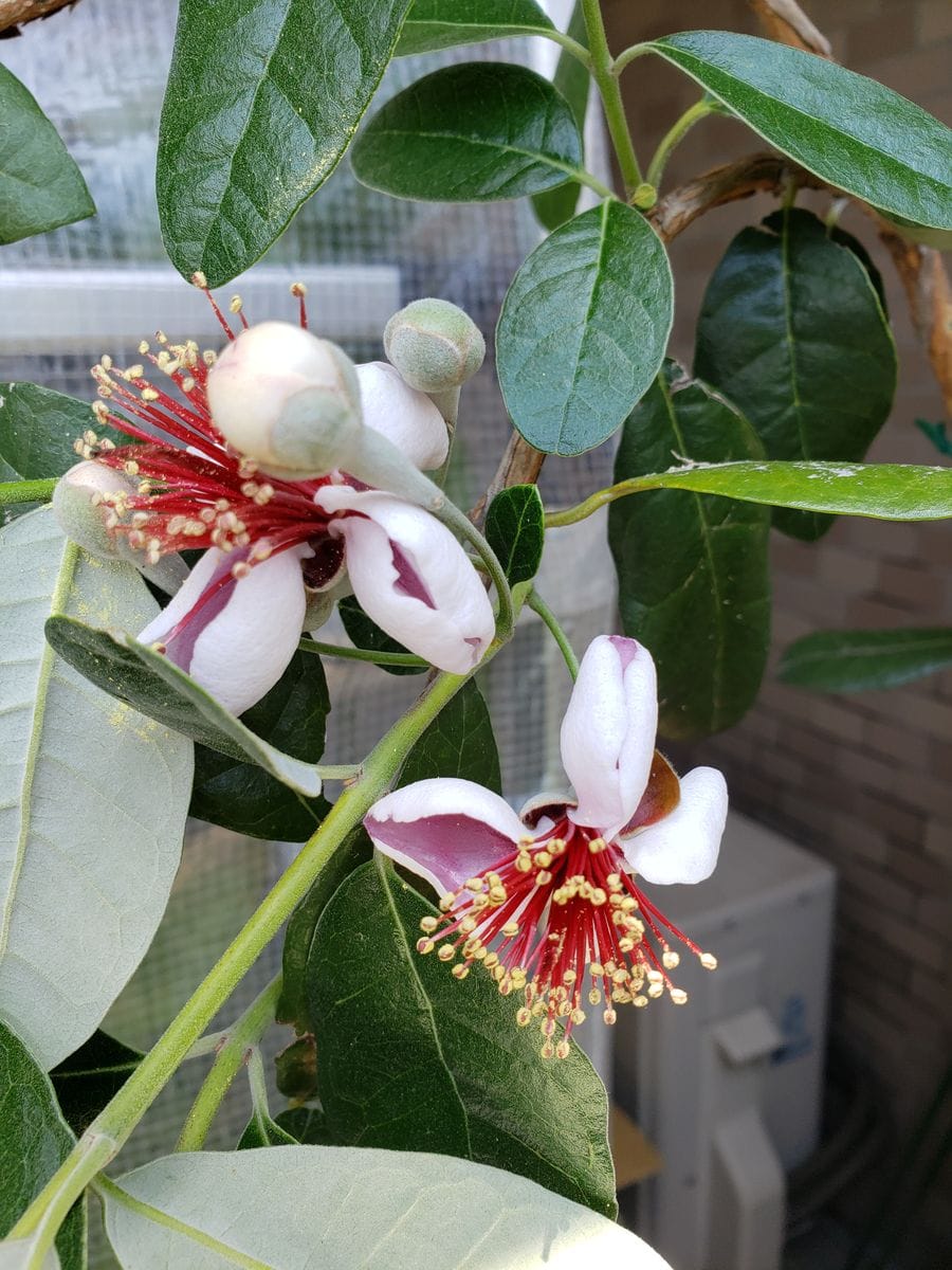 フェイジョアのお花🌸とガステリアの🌼