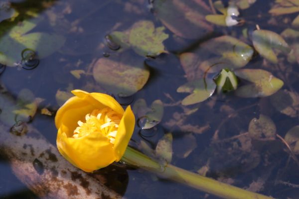 水生植物が咲いています