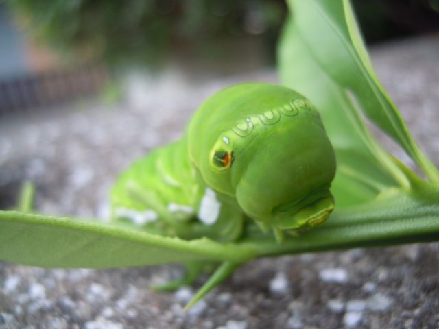 カシワバアジサイが咲いてきました