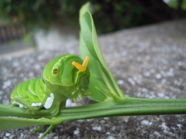 カシワバアジサイが咲いてきました