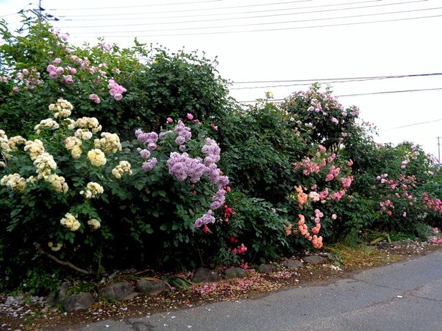 今朝のバラの庭