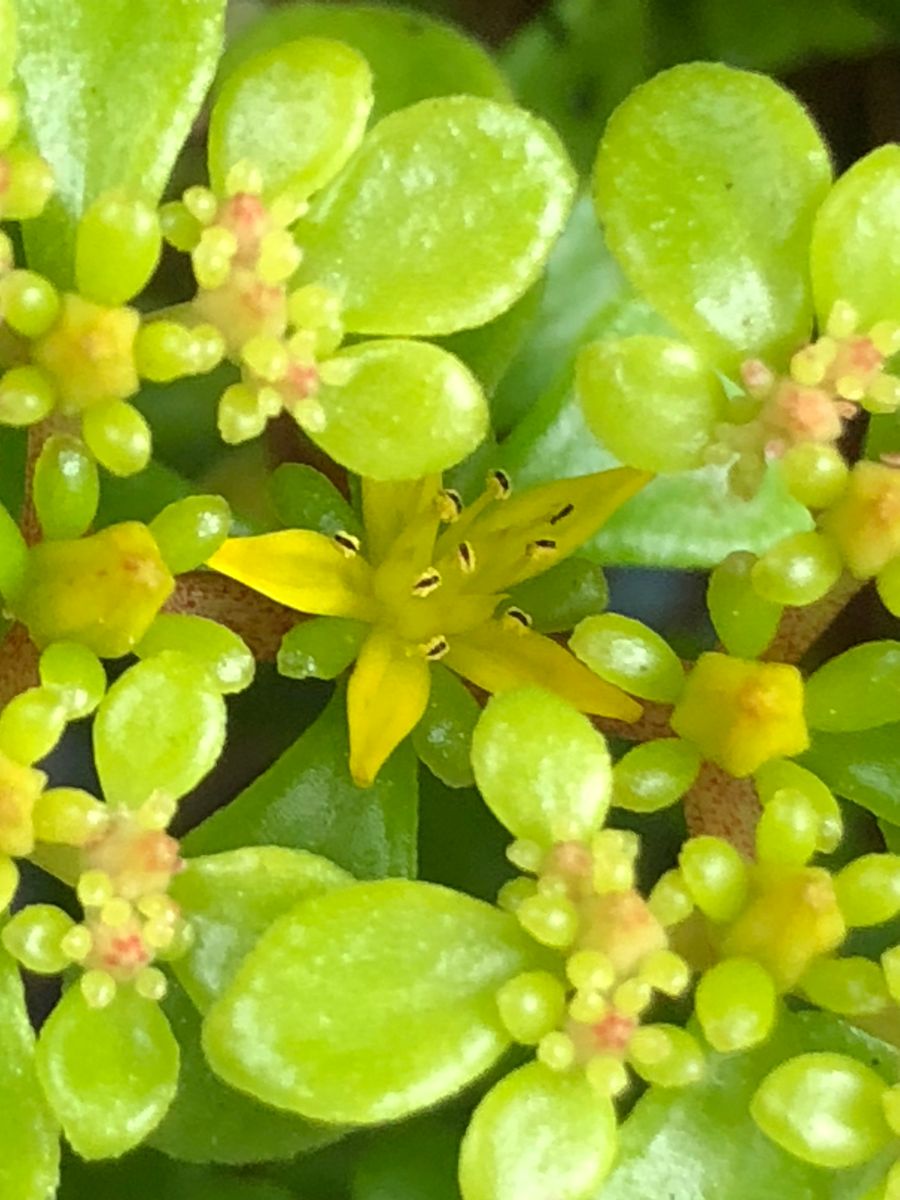 黄金丸葉万年草の花🎵