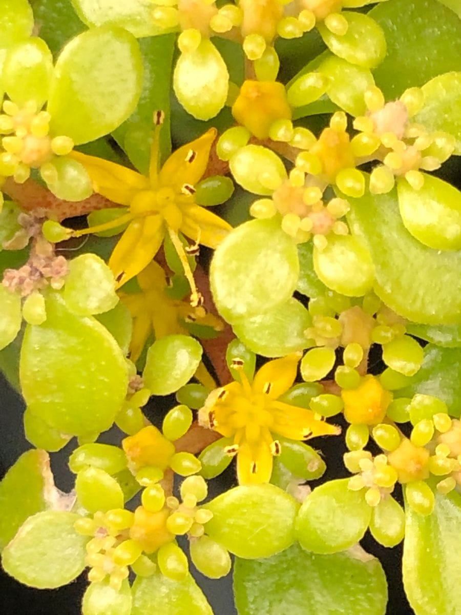 黄金丸葉万年草の花🎵