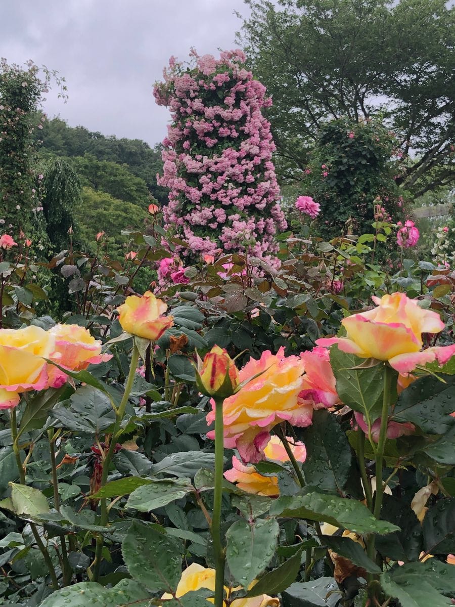 雨あがりの薔薇園