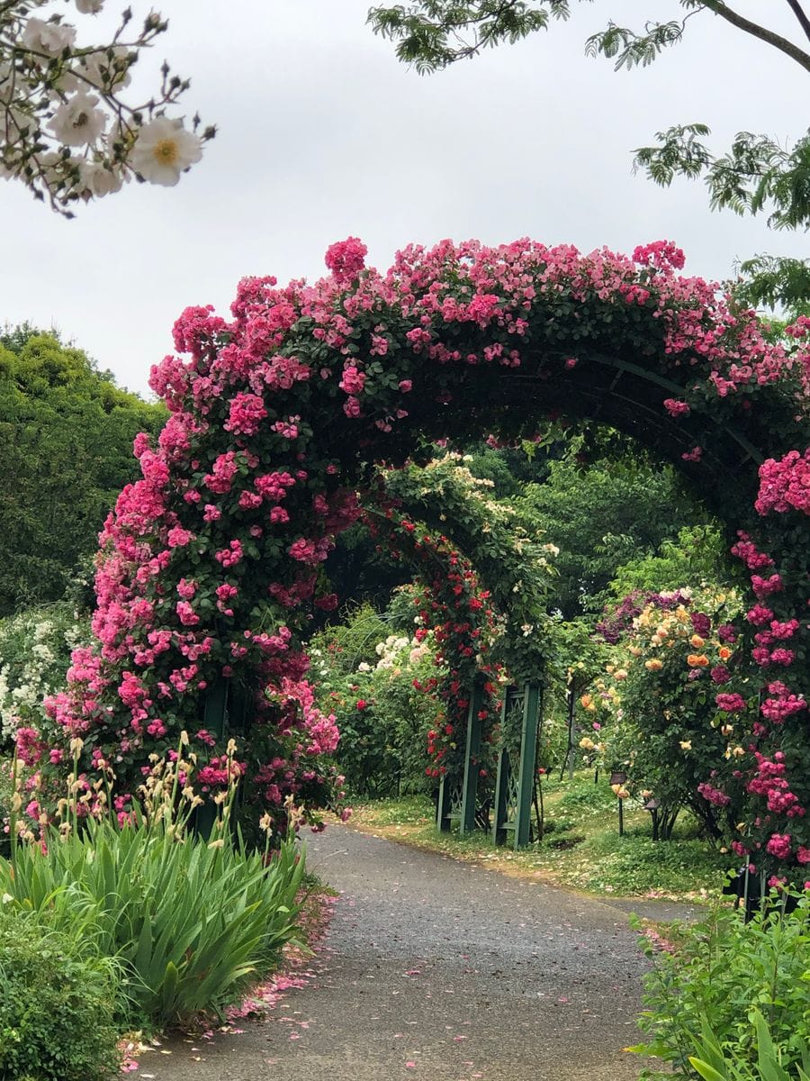 雨あがりの薔薇園