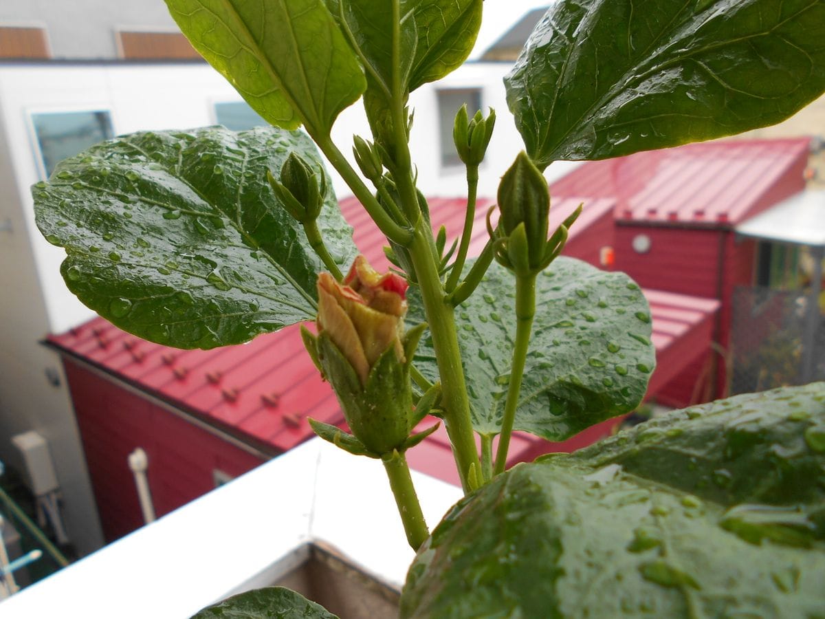 ツルバラの花切り