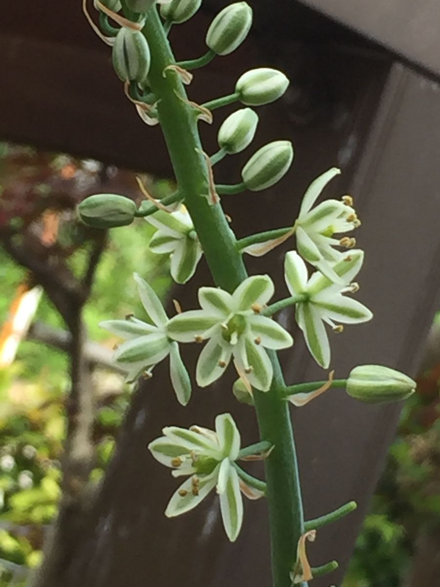 家の花いろいろ